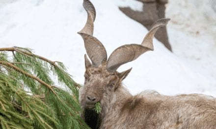 Markhor