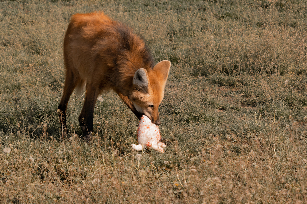 Maned Wolf Facts Critterfacts