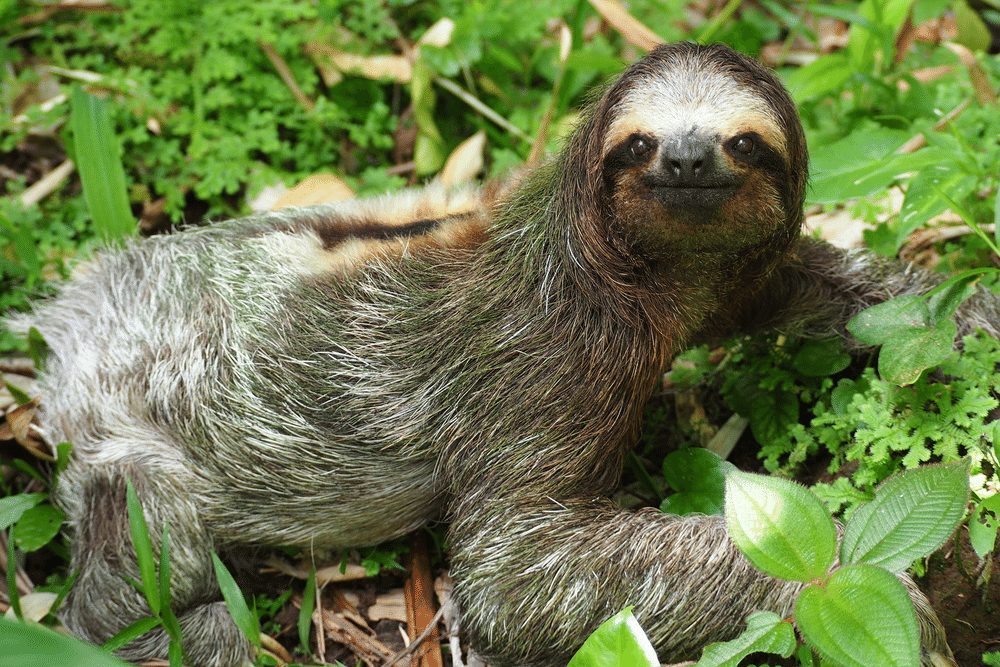 Three-toed Sloth | CRITTERFACTS