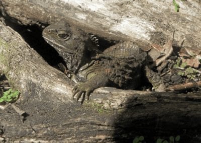 Tuatara between trees