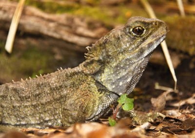 Tuatara,Sphenodon punctatus,rare living fossil, New Zealand