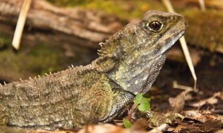Tuatara