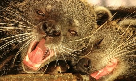 Binturong