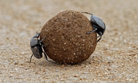 Dung Beetle
