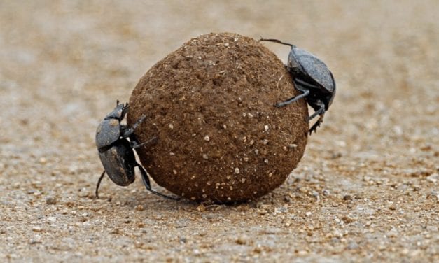 Dung Beetle