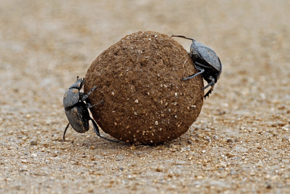 Dung Beetle Facts - CRITTERFACTS