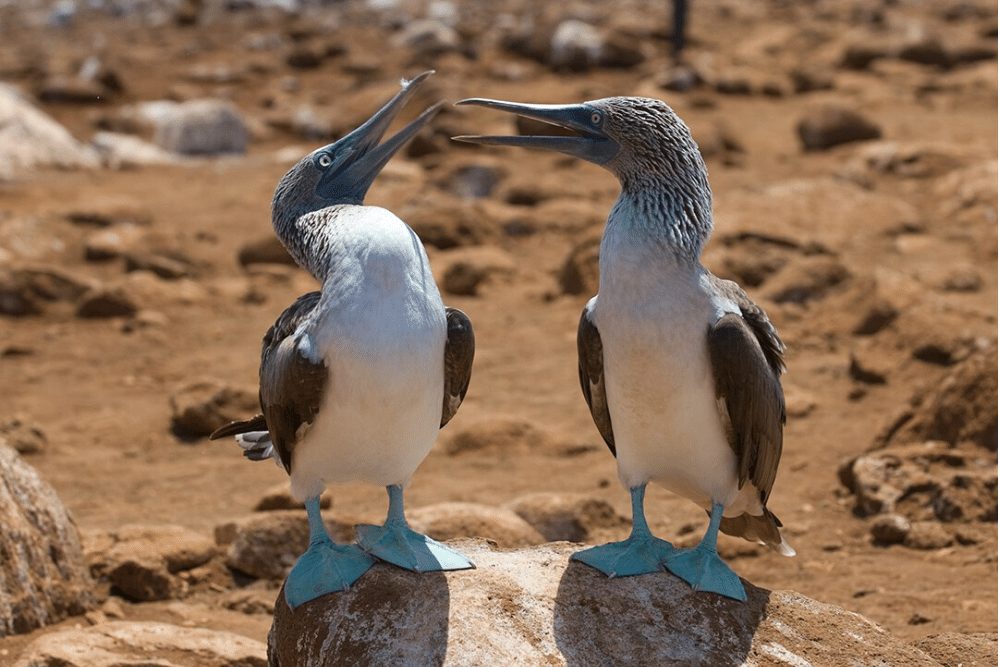 Blue-footed Booby Facts | CRITTERFACTS