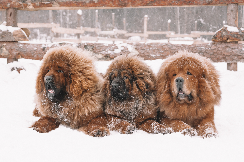 Walk Tibetan mastiffs in the winter forest. On the background of the stables, during the snow. Dog father and 2 of his puppies. Walk Tibetan mastiffs in the winter forest. On the background of the stables, during the snow. Dog father and 2 of his puppies.