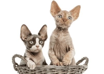 Devon Rex CRITTERFACTS