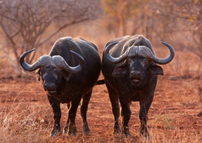 african buffalo, cape buffalo, syncerus caffer, Kruger national park, South Africa