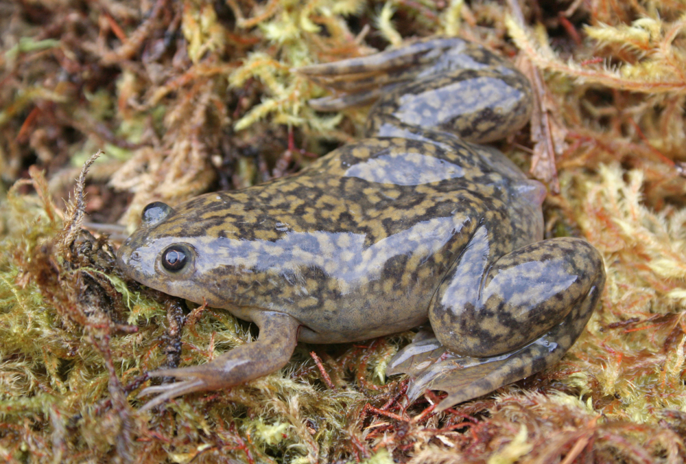 African Clawed Frog Facts - CRITTERFACTS