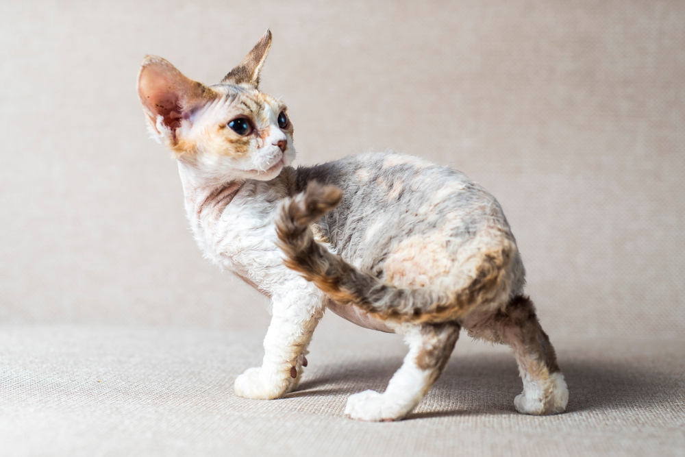 devon rex critterfacts