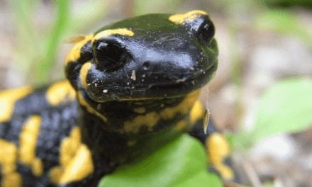 Fire Salamander