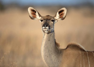 closeup of female greater kudu
