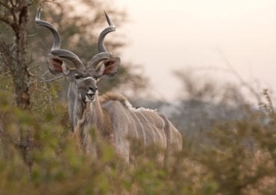 greater kudu, Kruger national park, South Africa