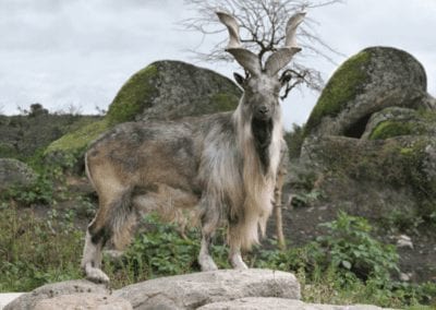 male Turkmenian markhor (Capra falconeri heptneri) stand on rocks