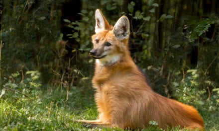 Maned Wolf