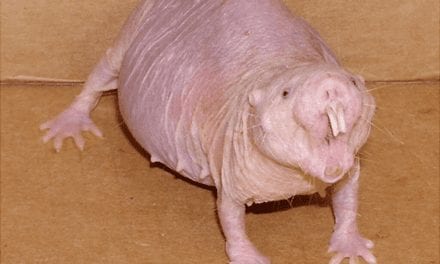 Naked Mole Rat