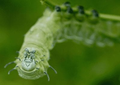 atlas moth caterpillar hanging upside down looking at camera