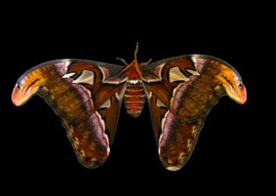 atlas moth on black background