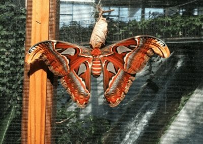 atlas moth on cocoon on netting