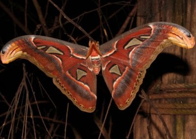 dark picture of atlas moth on branches