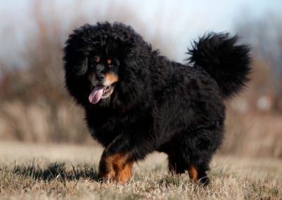 portrait of a large black dog breed Tibetan Mastiff walking through a spring field in dry grass against a blue sky