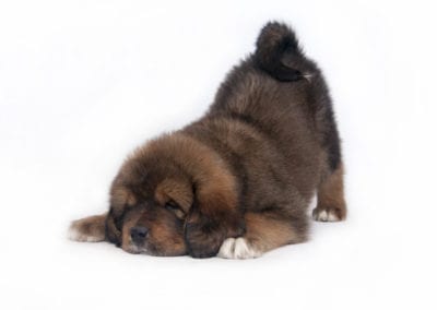 puppy Tibetan Mastiff