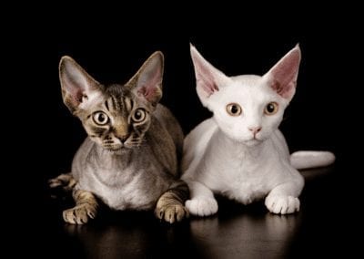 Devon Rex CRITTERFACTS