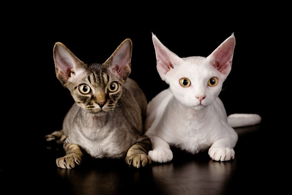 Devon Rex | CRITTERFACTS