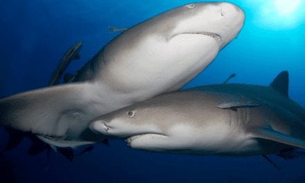 Lemon Shark