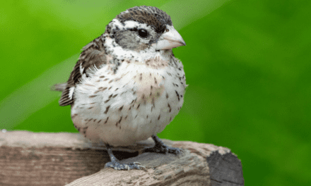 10 Simple Ways You Can Help Conserve Birds