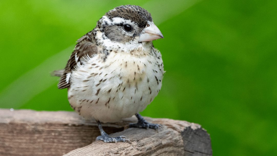 10 Simple Ways You Can Help Conserve Birds