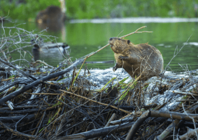 A North American beaver works on its dam in Grand Teton National Park, Wyoming