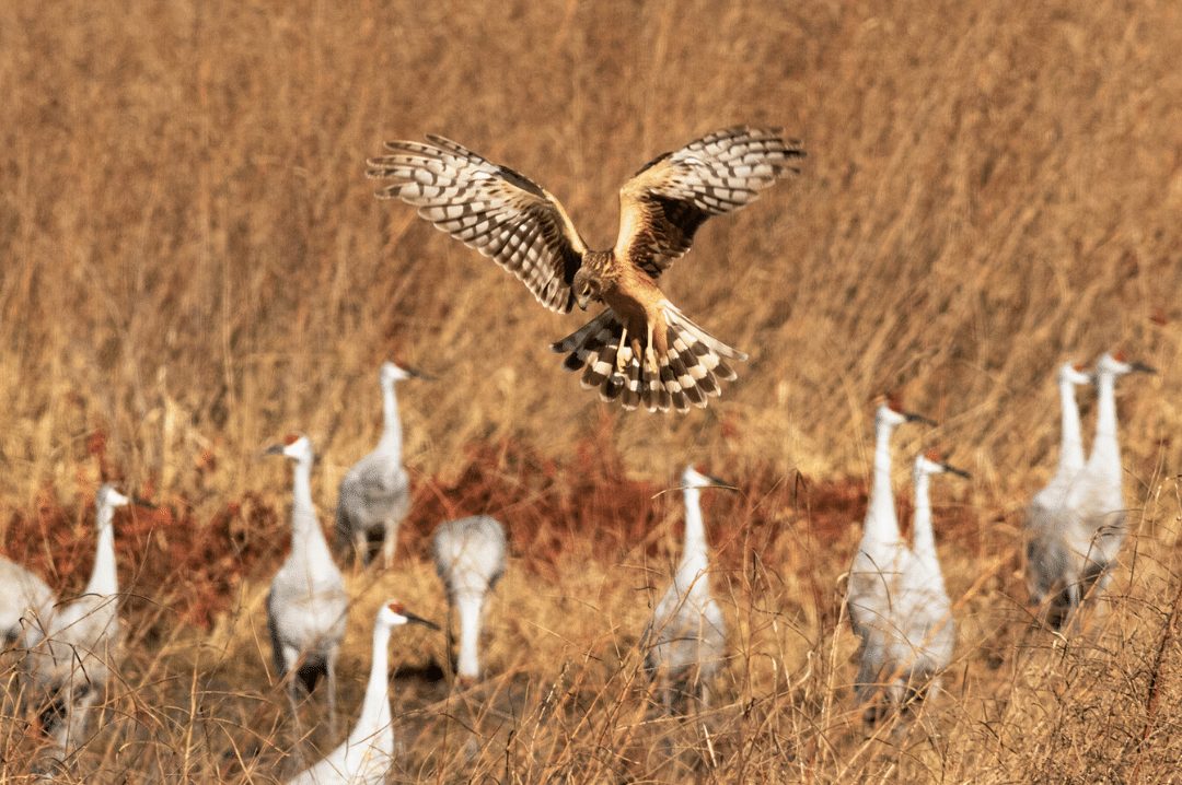 A Northern Harrier, one of the many species of birds you can see when visiting Wheeler National Wildlife Refuge