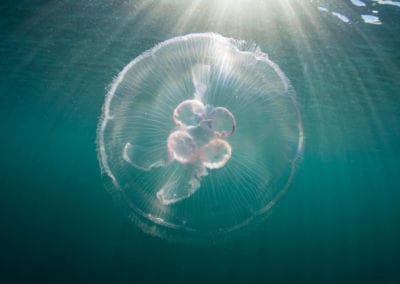 A moon jellyfish swims in shallow water in the western Pacific Ocean