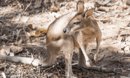 Agile Wallaby