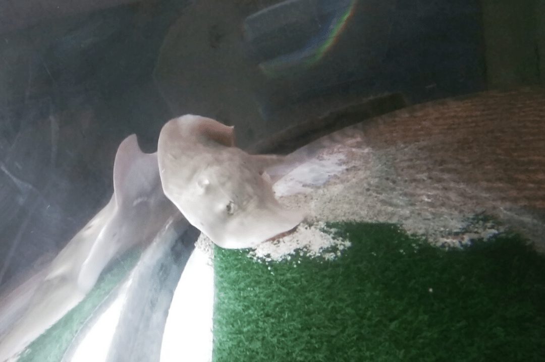 Astroturf installed inside of an aquarium