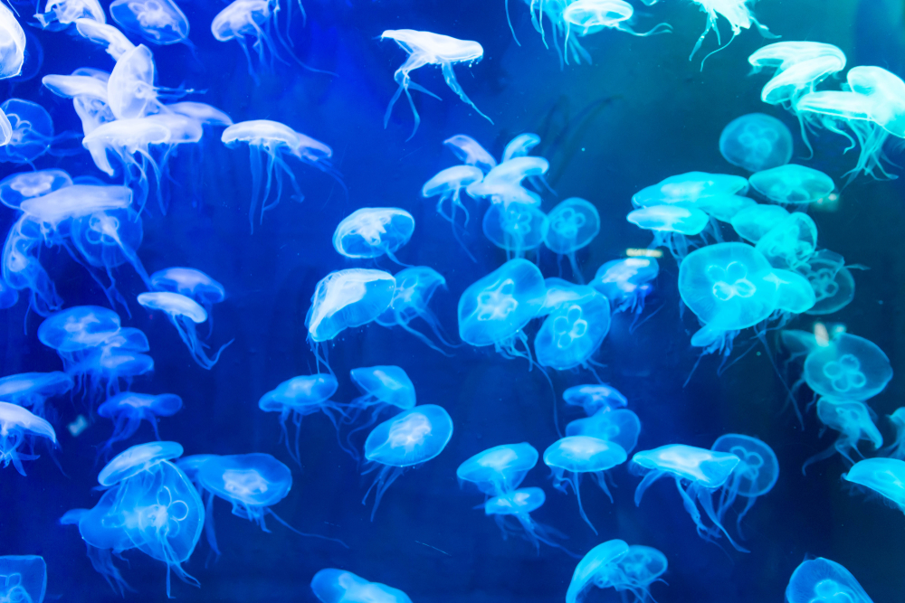 Aurelia aurita (also called the common jellyfish, moon jellyfish, moon jelly, or saucer jelly)