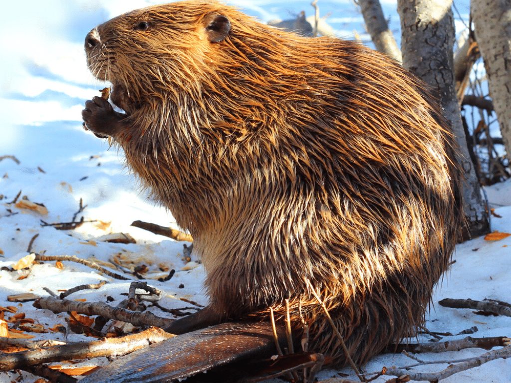 North American Beaver Facts CRITTERFACTS