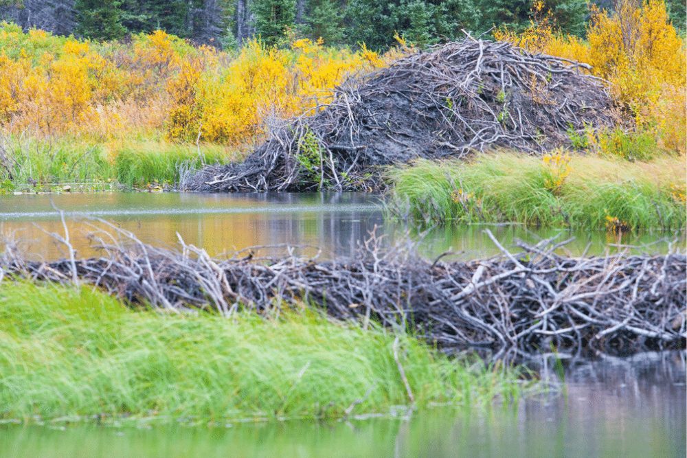 Beaver dam and lodge in Alaska on a lake