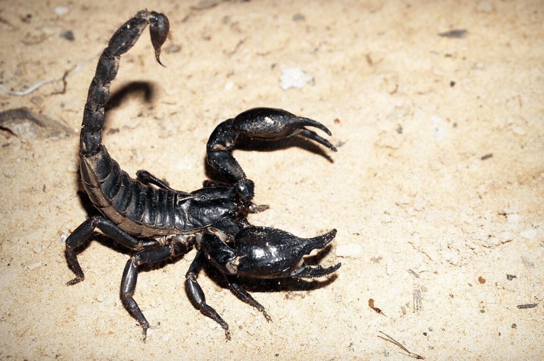 Black Scorpion