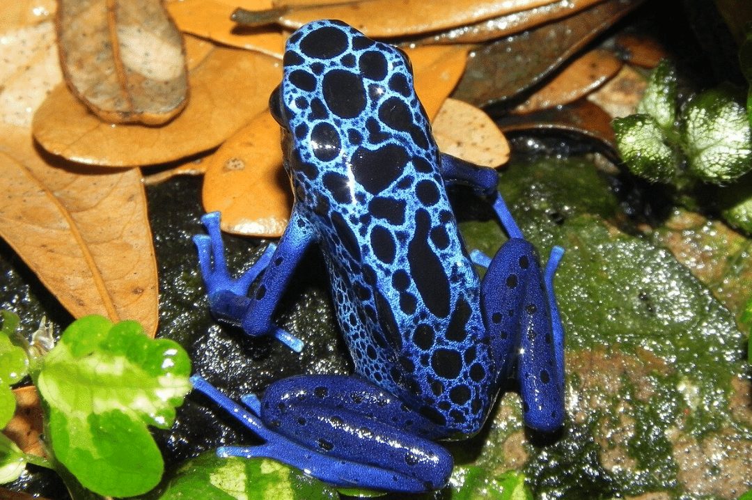 Blue Poison Dart Frog