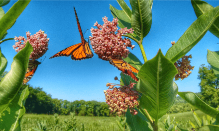 Citizen scientists help with monarch butterfly conservation research