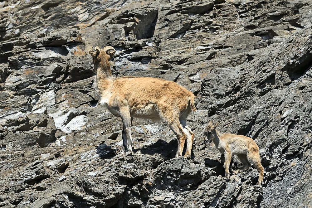 Climbing lecture of the Himalayan tahr (Hemitragus jemlahicus)