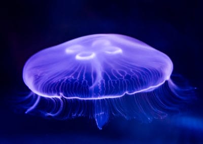Closeup of Beautiful Moon Jellyfish (Aurelia aurita) Suspended in Water with a Soft Bioluminescence