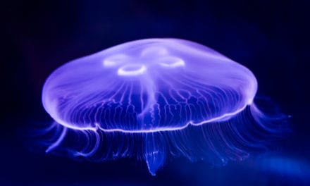 Moon Jellyfish