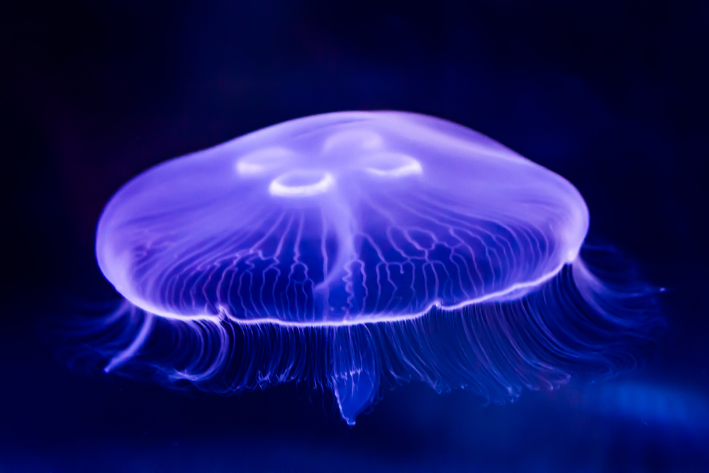 Moon Jellyfish Facts | CRITTERFACTS