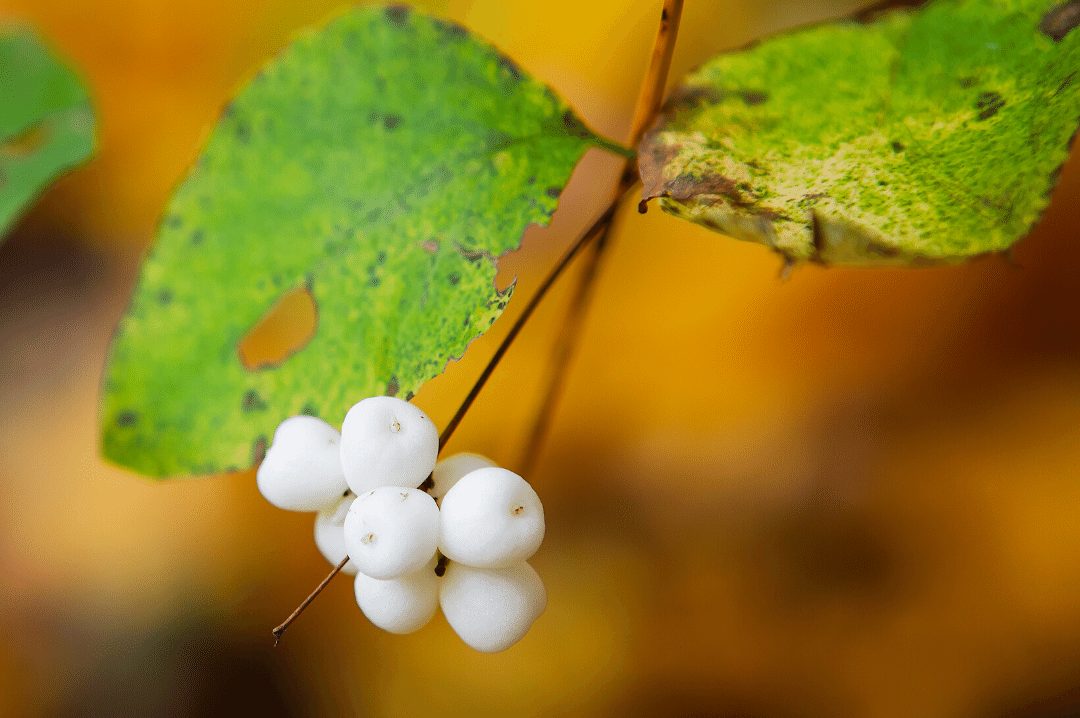 Common snowberry (Symphoricarpos albus) in the autumn
