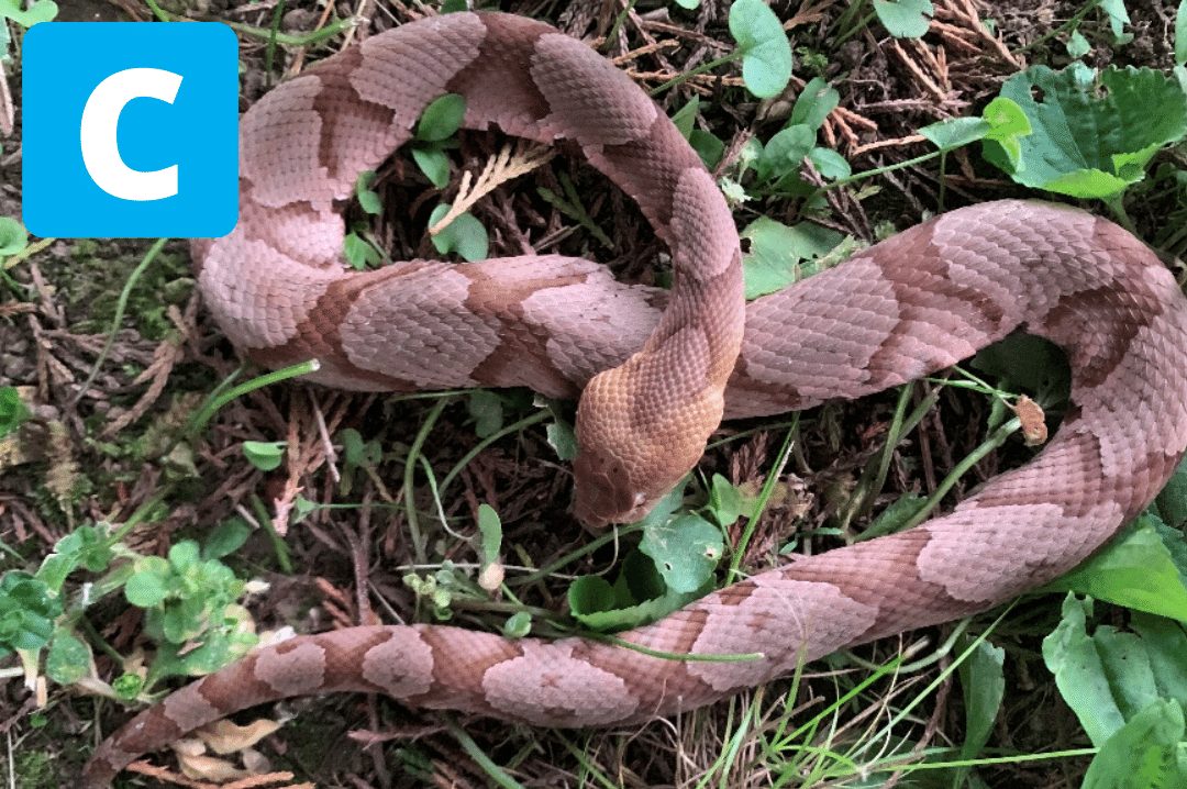 How To Tell If A Snake Is Dangerous - CRITTERFACTS